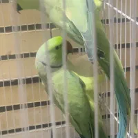 جفت طوطی ملنگو و گرینچیک