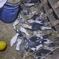 کبوتربه شرط پرش