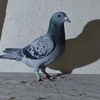 یک جفت پلاکی مسافتی اصل|پرنده|قم, چهار مردان|دیوار