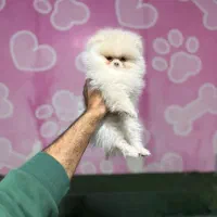 سگهای آپارتمانی ریز جثه