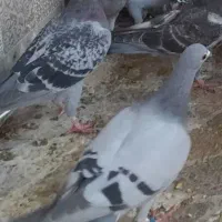 کبوتر جوانه سبز پلاک آبی گم شده