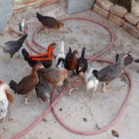 جوجه های محلی اصیل زابل