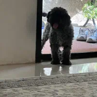 سلام نژاد پودل خاکستری عقیم شده