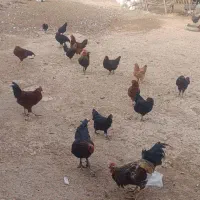 خروس محلی|حیوانات مزرعه|رزن, |دیوار