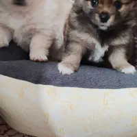 واگذاری توله پامر روباهی