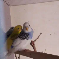 جوجه مرغ عشق ۲ماه