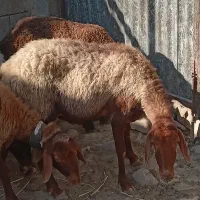 یک جفت میش