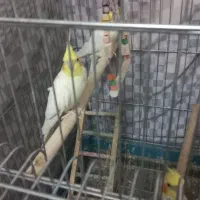 طوطی عروس لوتینو