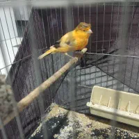 قناری نر|پرنده|پرند, فاز ۶|دیوار