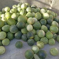 میوه تازه|خوردنی و آشامیدنی|میان جلگه, |دیوار