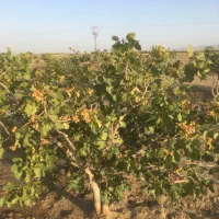 باغ-پسته-بدون-خاکی