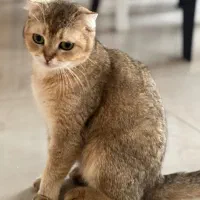 لیلی ، گربه بریتیش اصیل گلد