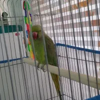 طوطی ملنگو ماده یک ساله|پرنده|رباط‌کریم, انجم آباد|دیوار