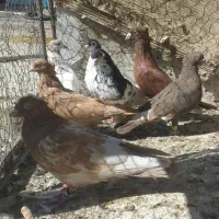 دسته کبوتر بهبهانی و شهری|پرنده|شیراز, نصر|دیوار