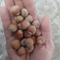 فندق افتاب خشک ته سفید الموت