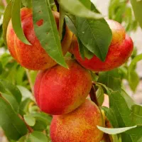 کار|خدمات پیشه و مهارت|ارومیه, |دیوار