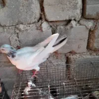 کفتر جملعی|پرنده|قشم, |دیوار