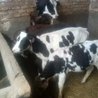 گوساله نروماده جنس خوب