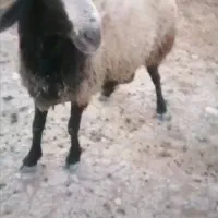 فروش قوچ شال دوساله نژاد دوقلوزا|حیوانات مزرعه|شیراز, حومه شیراز|دیوار