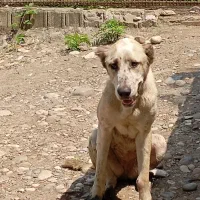 واگذاری سگ بالغ افعان سرابی