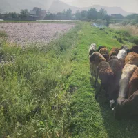 مشارکت در دامداری گوسفند