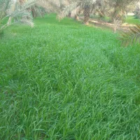 انجامه تمام کار های نخل او باغچه او علف زنی|خدمات باغبانی و درختکاری|شادگان, |دیوار