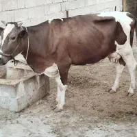 گاو