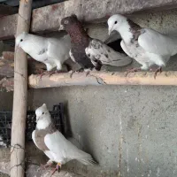 قیمت جفتی ۱/۵۰۰