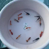 ماهی قرمز گلدفیش کوی|ماهی|ارطه, |دیوار