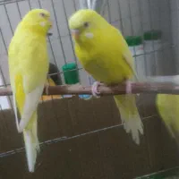 یک جفت مرغ عشق هلندی حراجی