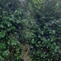 فروش انواع گل جیاطی