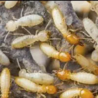 سمپاشی تضمینی|خدمات نظافت|ایلام, |دیوار