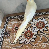 مرغ عروس هلندی نژاد لوتینو لیمویی نر فروشی|پرنده|کاشان, باغ ماجد|دیوار