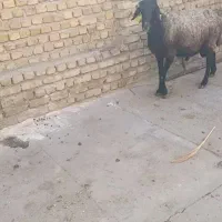 بره نر 60کیلو|حیوانات مزرعه|کرج, برغان|دیوار