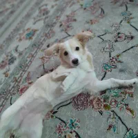 توله جک راسل تریر ۶ماهه ماده