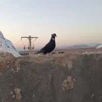 کبوتر|پرنده|تربت‌حیدریه, باغ سلطانی|دیوار