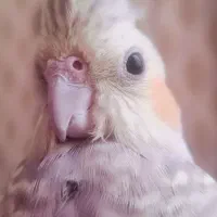 عروس هلندی ماده