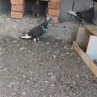 دوبر ماده|پرنده|مشگین شهر, |دیوار