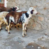 گوسفند. بره قوچ افشار