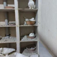 کبوترلانگ فیس|پرنده|تهران, مینای شمالی (مخبر)|دیوار