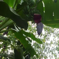 نهال موز بارده مخصوص خاص پسندها