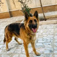 گمشده در محدوده نظر میانی