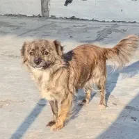 سگ پاکوتا ۱۵سانته