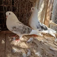 ۱۰ تا کبوتر دوکت|پرنده|بندرلنگه, |دیوار