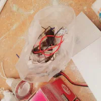 لامپ هالوژن رنگی