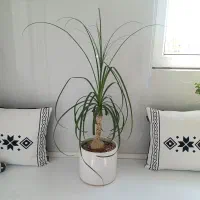 گلهای شاداب و سر حال آپارتمانی