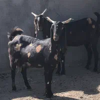 ۱۰راس بز پاکستانی ابستن سنگین(بره میش‌گ‌سفند)|حیوانات مزرعه|قم, آرامستان بهشت معصومه|دیوار