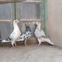کبوتر گم شده|حیوانات|بیرجند, |دیوار