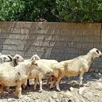 میش داشتی|حیوانات مزرعه|بهبهان, |دیوار