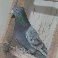 کفتر کبوتر پرشی